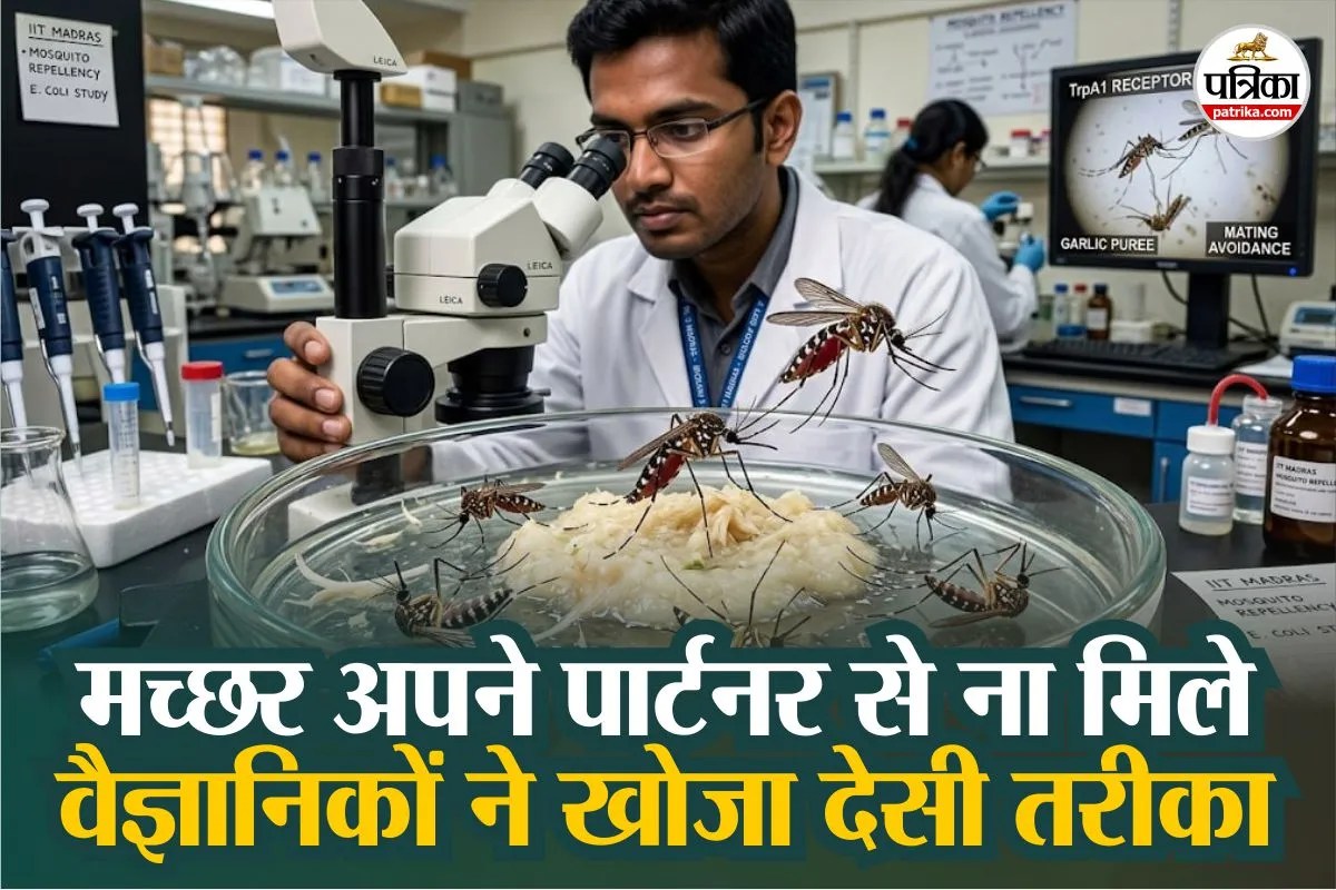 garlic can stop mosquitoes and flies, lahsun se machar kaise bhagaye, machar bhagane ke desi nuskha,
