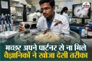 garlic can stop mosquitoes and flies, lahsun se machar kaise bhagaye, machar bhagane ke desi nuskha,