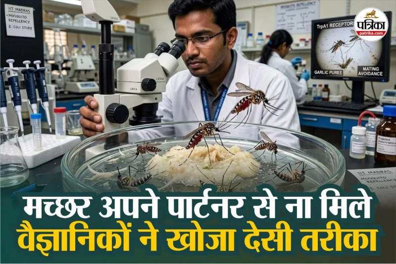 garlic can stop mosquitoes and flies, lahsun se machar kaise bhagaye, machar bhagane ke desi nuskha,
