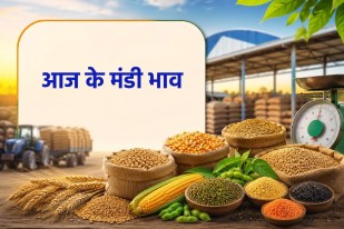 MP Mandi Bhav