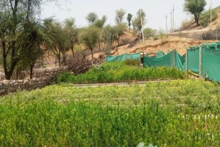 पौध तैयार करने में जुटा विभाग: 24.70 लाख पौध जुलाई में करेंगे वितरित