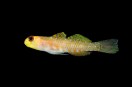 Over 1,100 new species discovered