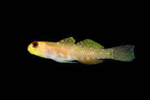 Over 1,100 new species discovered