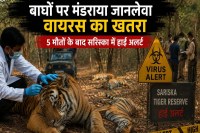 sariska news