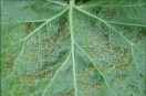 Pesticide mixtures