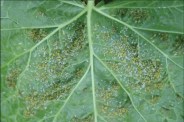 Pesticide mixtures
