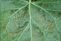 Pesticide mixtures