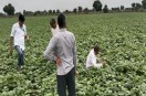 Nagaur. Crop in the village near the city