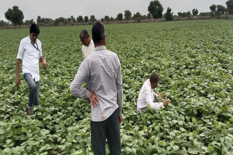 Nagaur. Crop in the village near the city