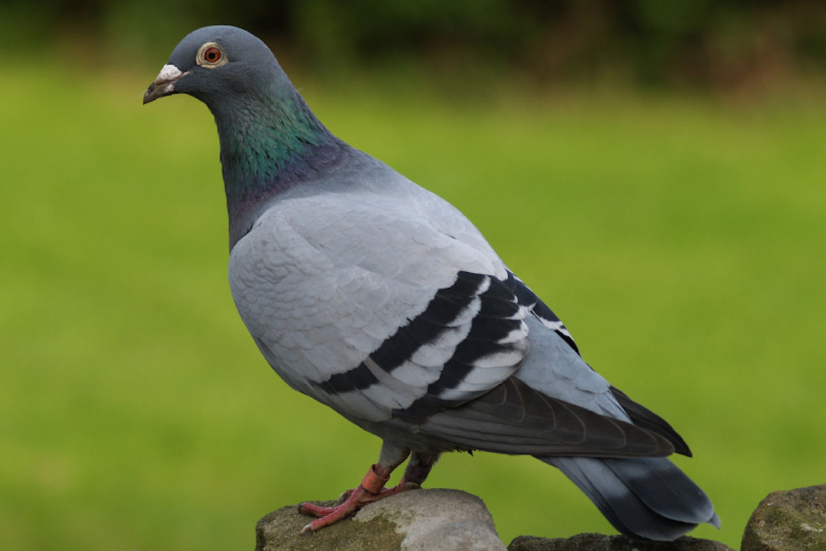 pigeon betting Rajasthan