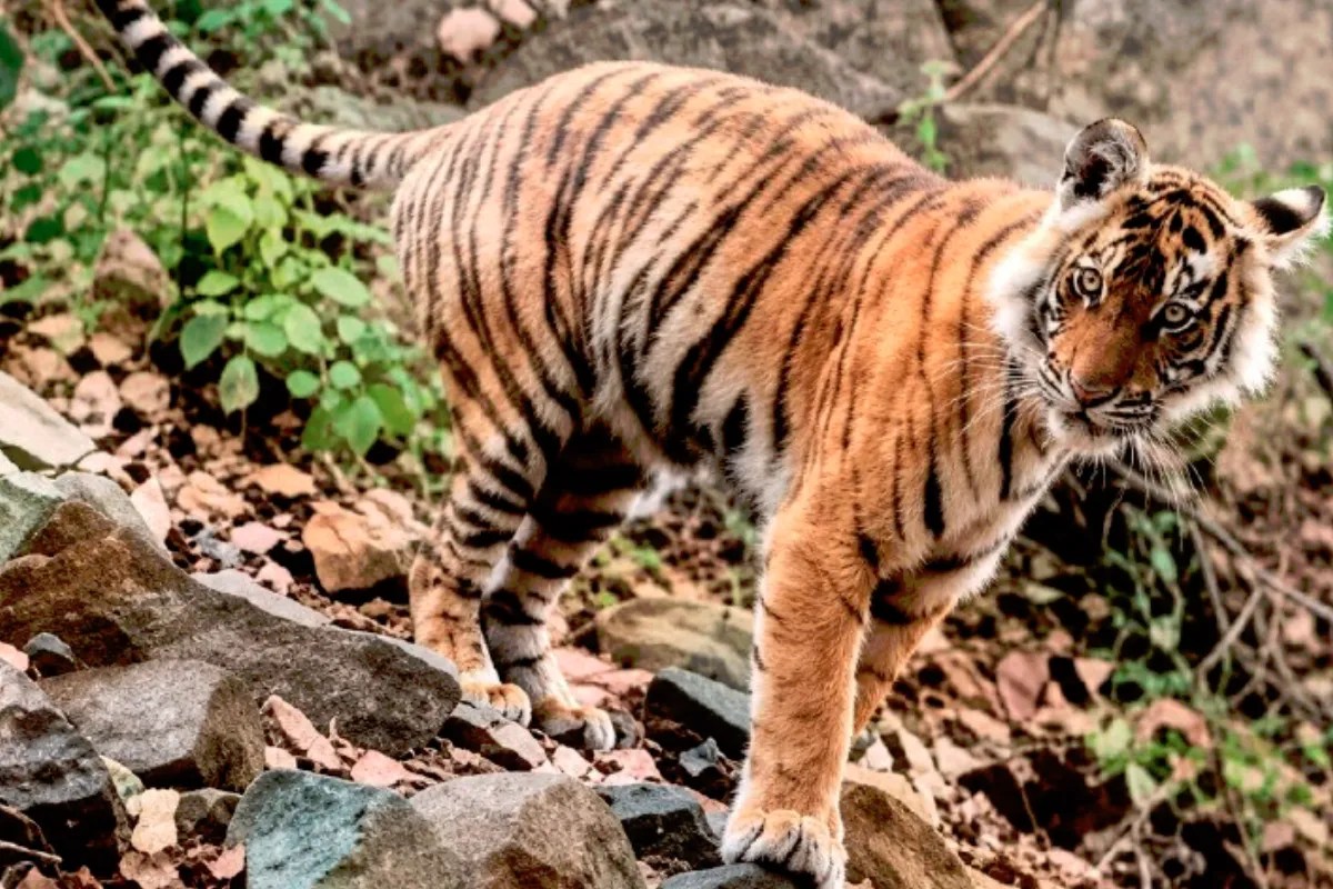 Ranthambore Tiger Reserve