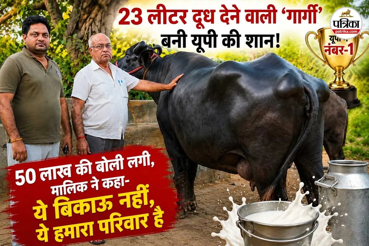 saharanpur buffalo 23 liter milk record