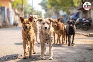 sambhal dog monkey bite cases