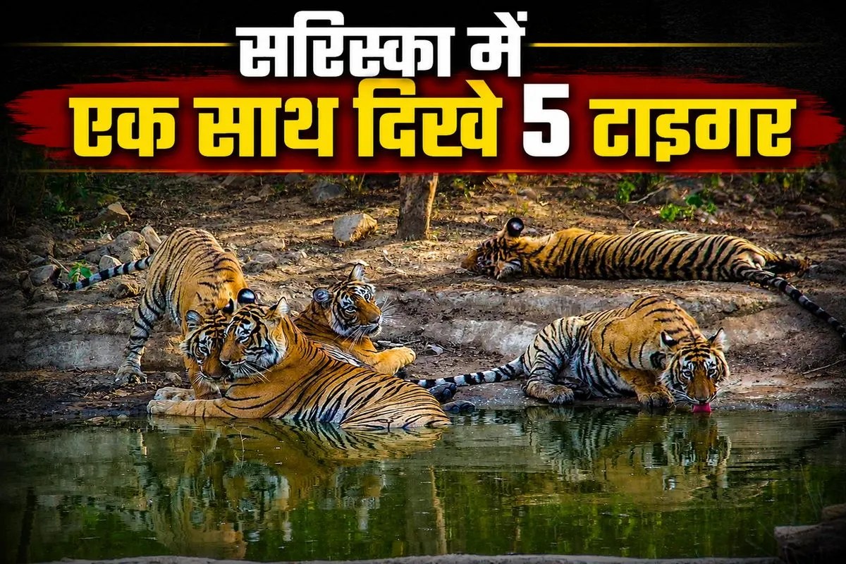 sariska news