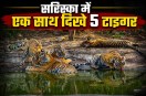 sariska news