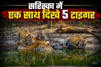 sariska news