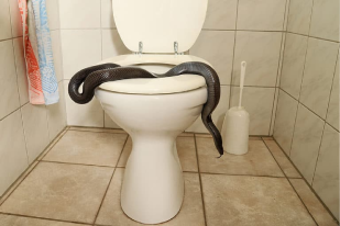 15 Baby Cobras found in BJP leader bathroom pipeline mp news