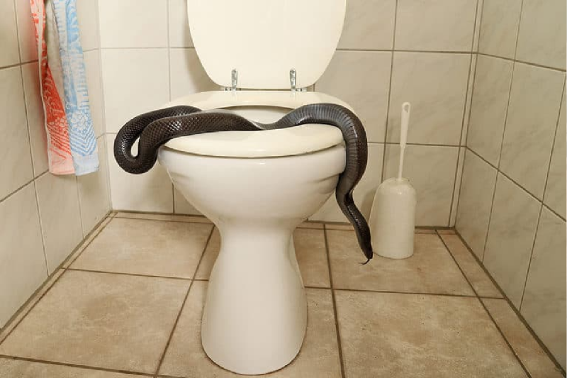 15 Baby Cobras found in BJP leader bathroom pipeline mp news