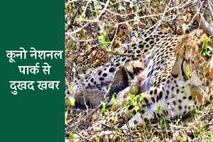 sheopur