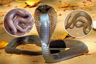 Snakes World in MP