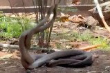 Snakes Combat Dance