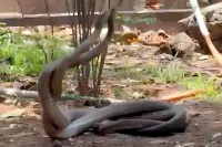 Snakes Combat Dance