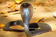 Snake bite: 225 सांपों का रेस्क्यू (Photo Source - Patrika)
