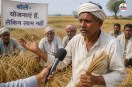 Wheat Farmers Crisis