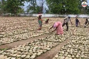 बेमौसम बारिश से ‘हरे सोने’ पर संकट! भीगे तेंदूपत्ता बंडलों में लग रही दीमक, लाखों के नुकसान का खतरा(photo-patrika)
