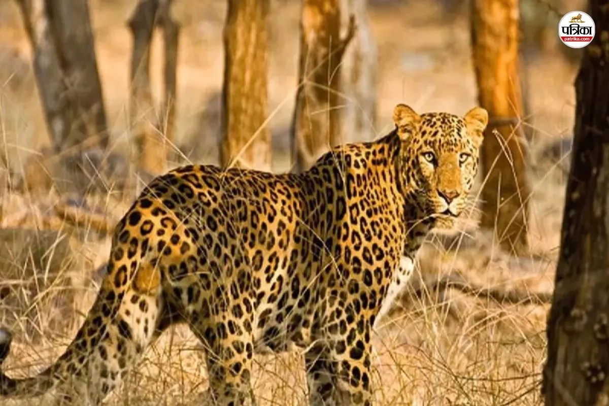 Leopard Attack Chhattisgarh
