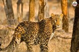 Leopard Attack Chhattisgarh