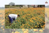 अब फूलों से खिलेगी किस्मत... शिवरीनारायण बन रहा पुष्प हब, किसानों की पसंद बनी गेंदा खेती(photo-patrika)