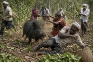Wild boar attacks: तेंदूपत्ता तोड़ने गए ग्रामीणों पर जंगली सुअर का हमला, 8 लोग गंभीर रूप से घायल