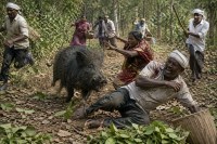 Wild boar attacks: तेंदूपत्ता तोड़ने गए ग्रामीणों पर जंगली सुअर का हमला, 8 लोग गंभीर रूप से घायल