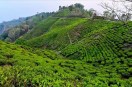 पारंपरिक प्याली से 'तंदूरी और बबल्स' तक पहुंची हमारी चाय