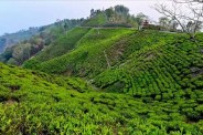 पारंपरिक प्याली से 'तंदूरी और बबल्स' तक पहुंची हमारी चाय