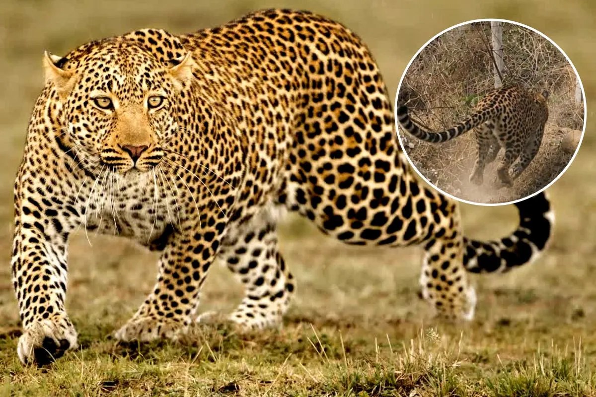 Leopard Terror