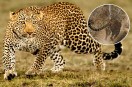 Leopard Terror