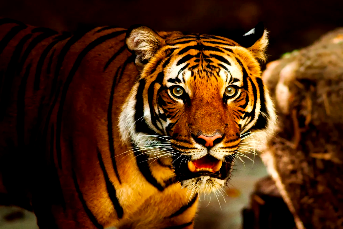 Tiger Rescue