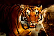 Tiger Rescue