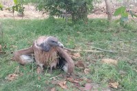 indian vulture