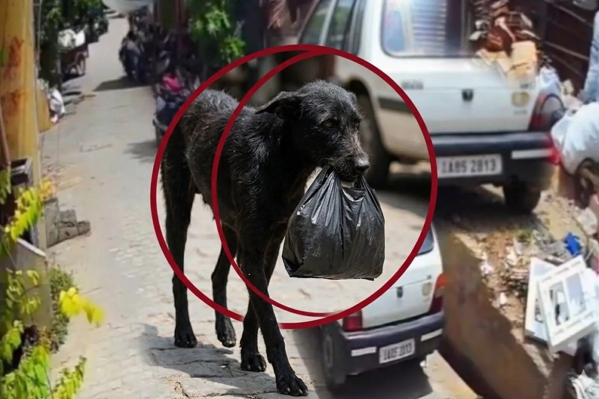 Bijnor incident, money bag theft