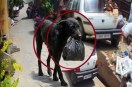 Bijnor incident, money bag theft
