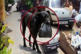 Bijnor incident, money bag theft