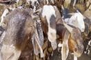 bakrid seelampur market dhurandhar