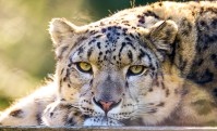 Leopard Terror in Uttarakhand