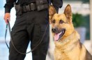 त्या, चोरी, डकैती और मादक पदार्थ तस्करी जैसे मामलों में पुलिस को हर बार कोटा से श्वान दल बुलाना पड़ता है, तब तक घटनास्थल के कई अहम सुराग मिट चुके होते हैं