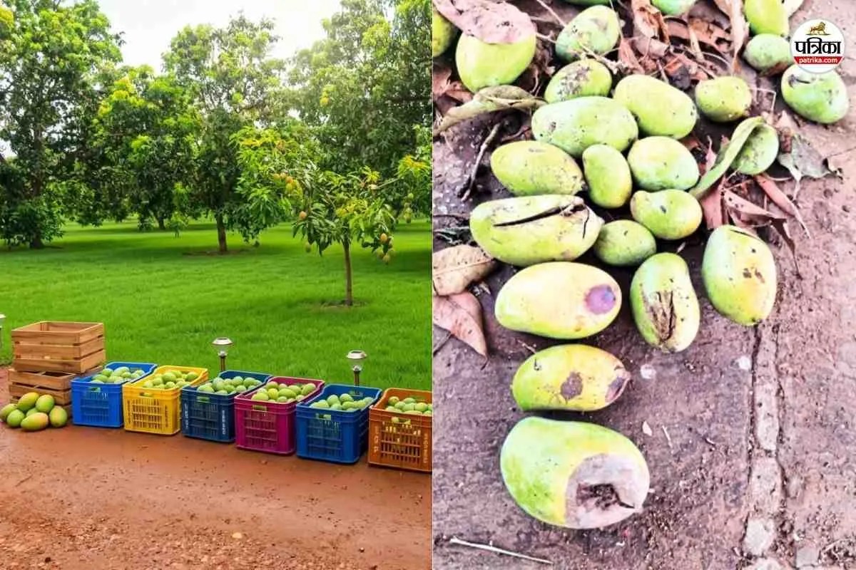 Banswara Mango Crop Damage