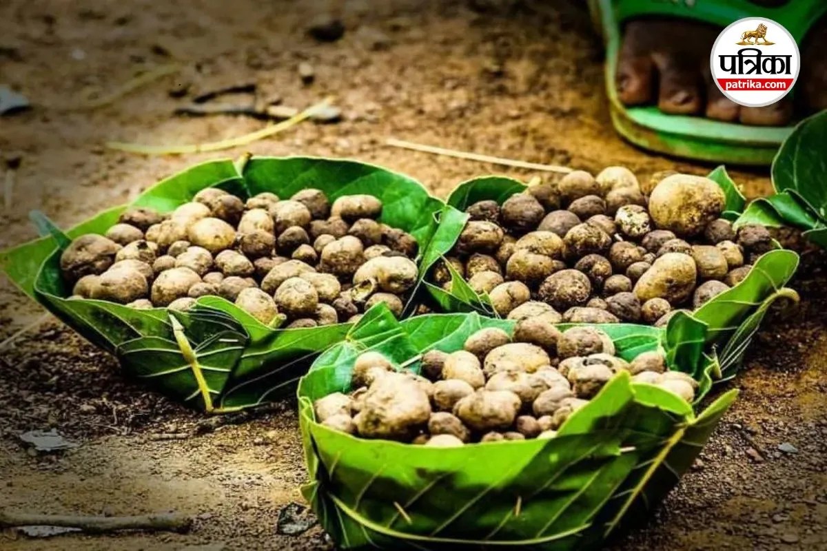 Bastar White Gold