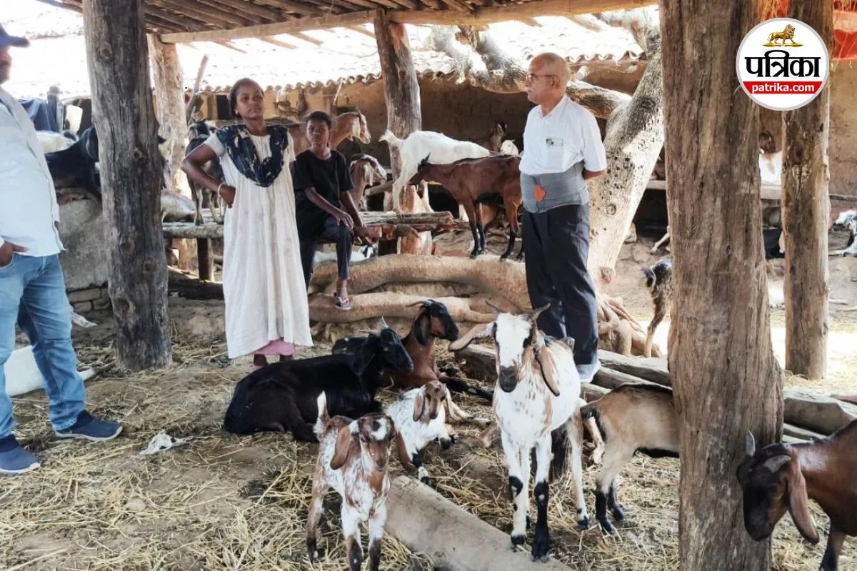 Chhattisgarh Goat Farming